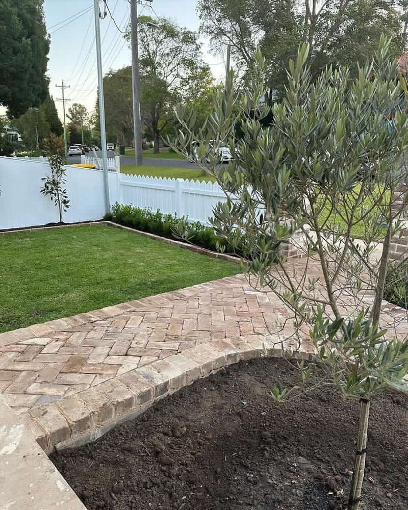 Go Green Nurseries -  Olive Tree