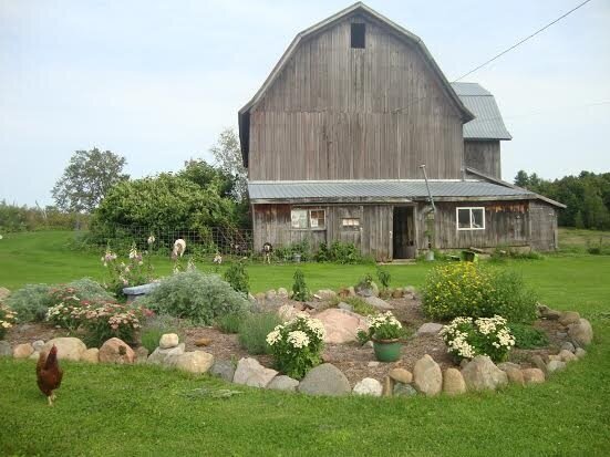 Barn and lawn with flowers and chicken