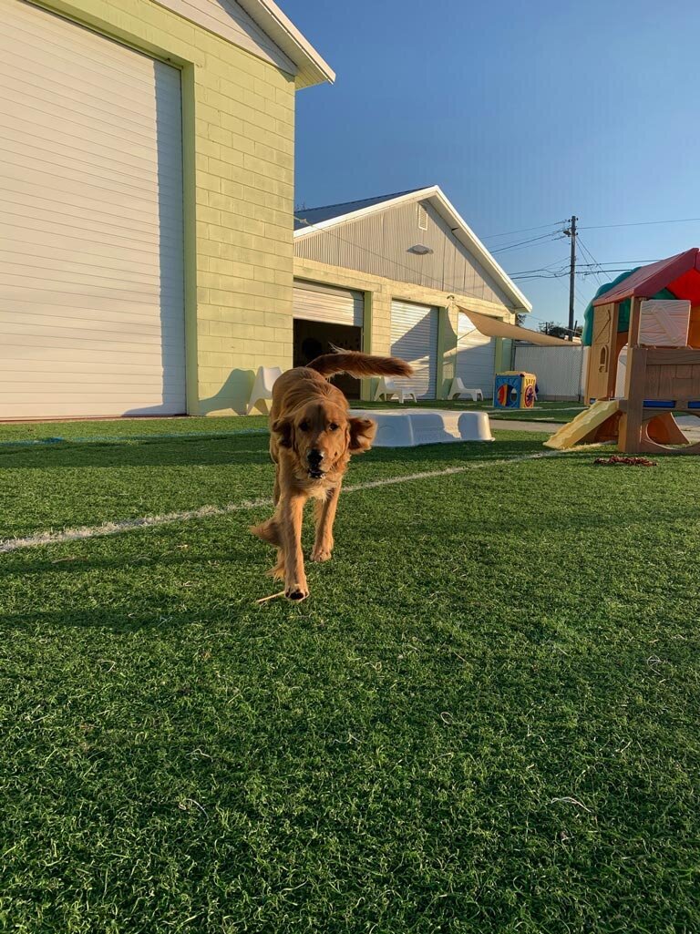 J-Tails-Doggy-Daycare-fun-St-Pete-Florida