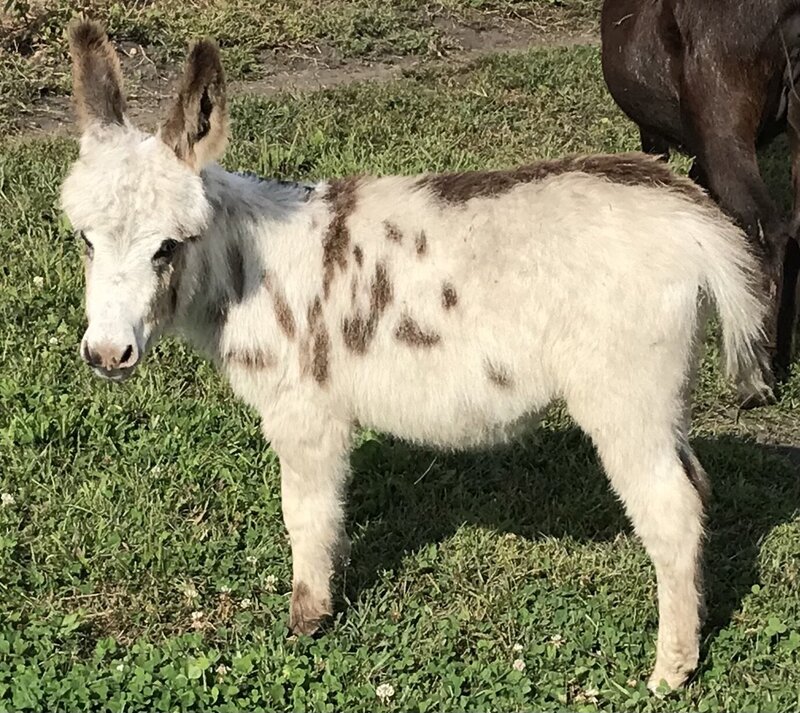 #2 spot jack lf_E9157