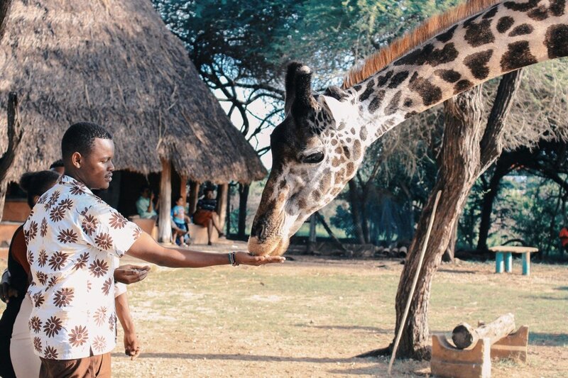 Giraffe standing near a thatched-roof lodge on an African safari experience