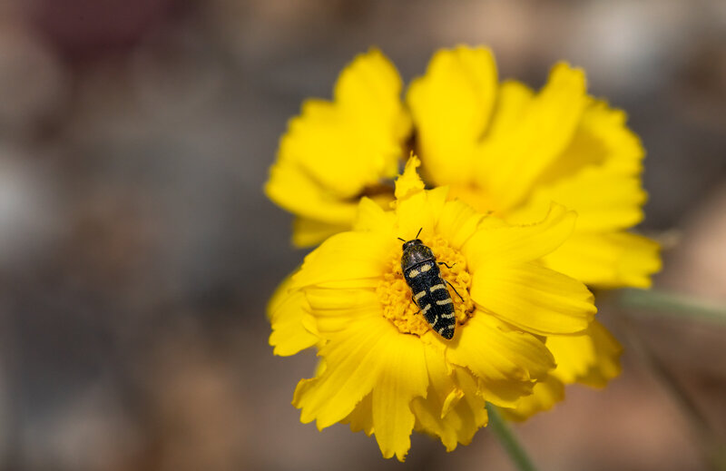 Brittlebush with Bee (2)