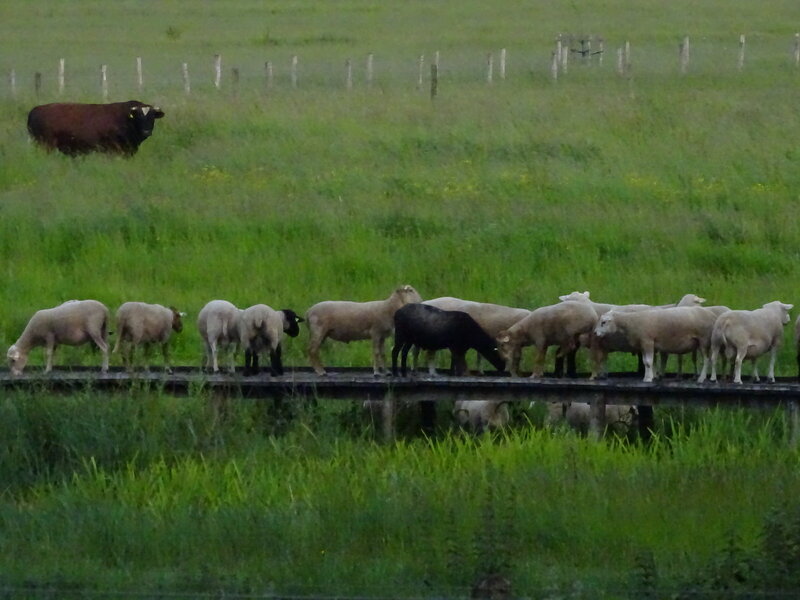 Dutch sheep on a little bridge