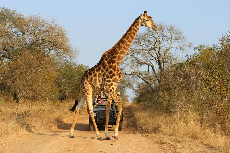 Giraffe encounter