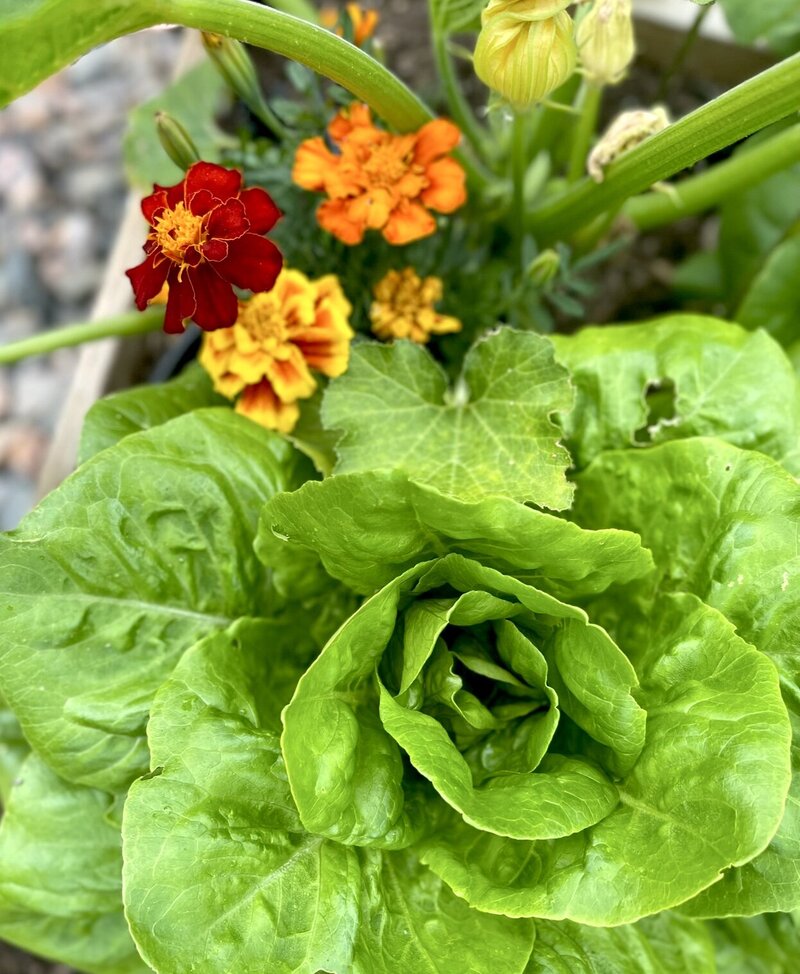 A large head of green lettuce and colorful red,orange, and yellow flowers