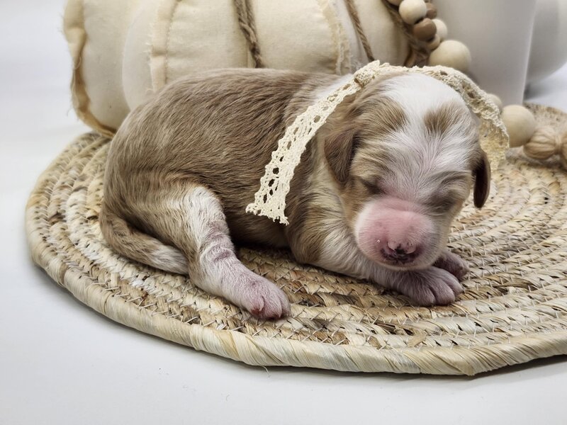 4de4771a-ed43-4d75-9134-166c3abdf153