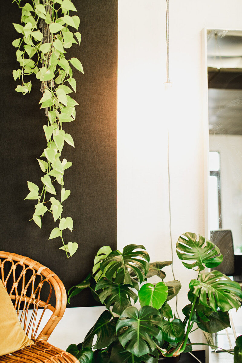 A corner of a salon with indoor house plants and a wicker chair representing the aesthetic of The Collective Beauty & Wellness hair salon in Eugene.