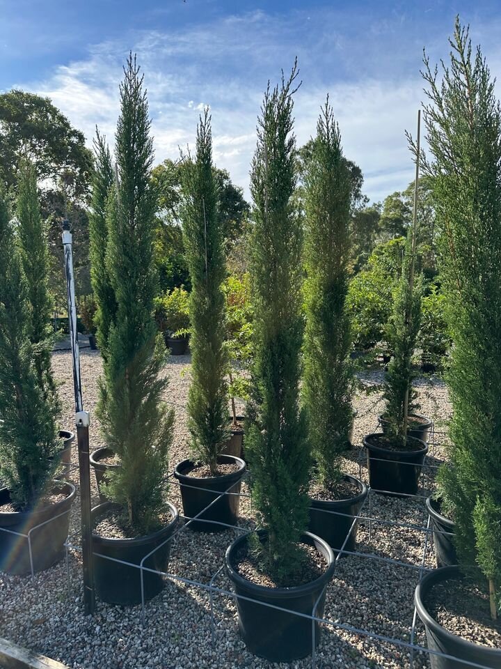 Cupressus Sempervirens Glauca - Italian Pencil Pines - Mature Hedges & Screens Sydney