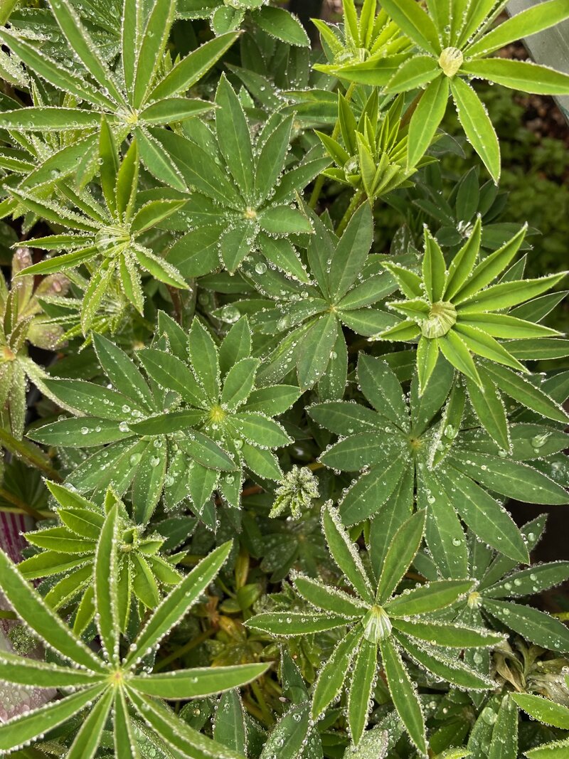 Lupines covered in raindrops
