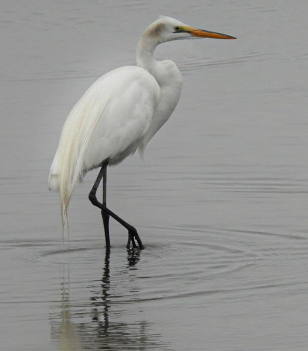 great egret