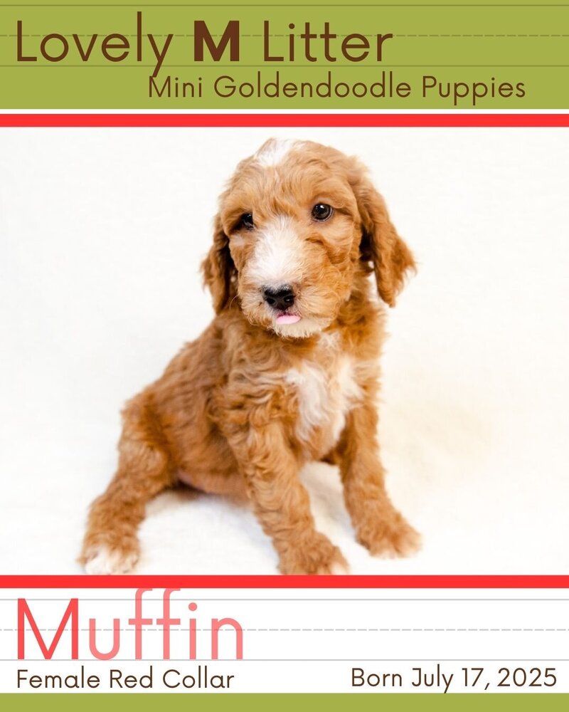 M Litter - Red Muffin Female