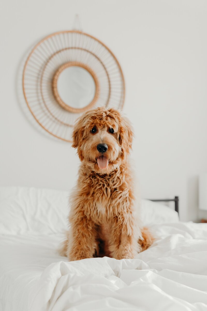 Goldendoodle & Bernedoodle Guardian Program