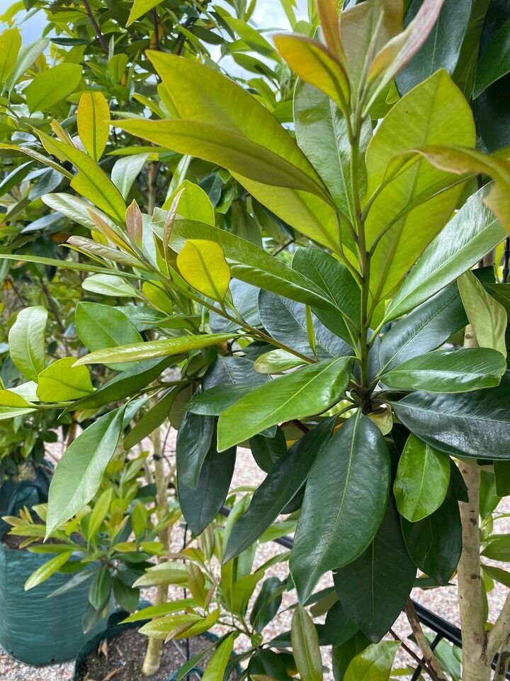 Australian Water Gum - Tristaniopsis Laurina Luscious