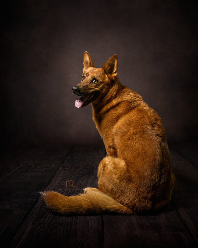 A German Shepherd during a  studio dog photo shoot looking over the shoulder.