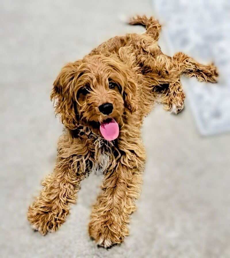 Red goldendoodle puppy Texas breeding.