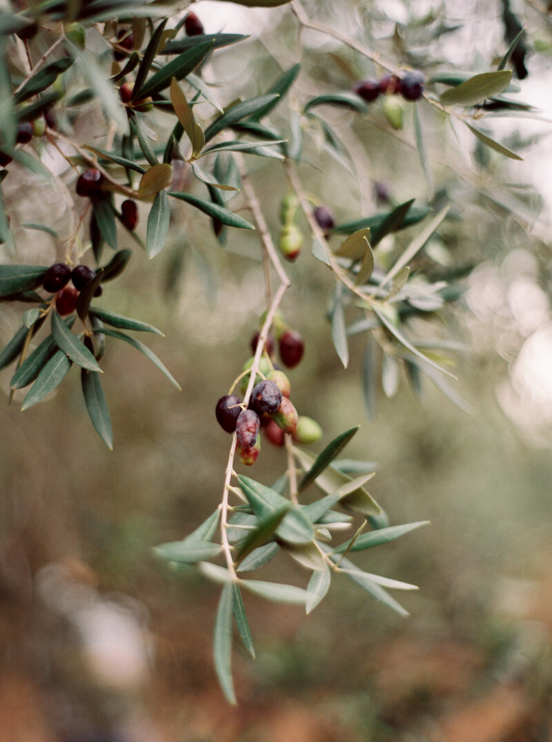 olives photographed by brand photographer lexia frank