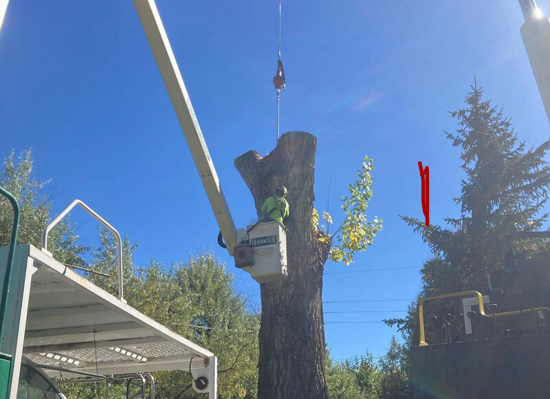 Large tree removal with crane equipment