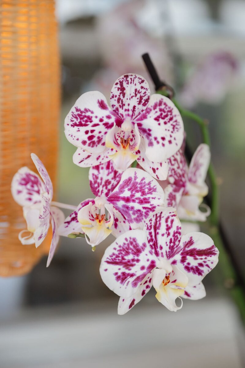 Close-up of pink and white tropical orchids in bloom, showcasing vibrant petals with a soft-focus background.