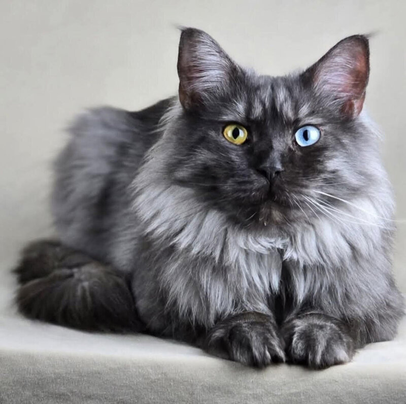 main coon