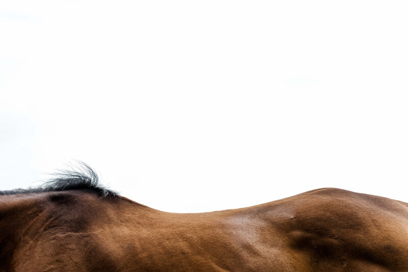 fine-art-thoroughbred-horse-photography-saratoga-ny-4