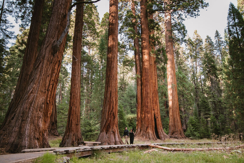 Sequoia National Park Engagement Photographer3513