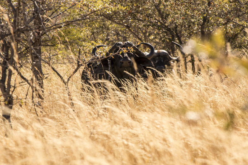Raven 6 Studios in the field in Namibia with Black death, the Cape Buffalo.