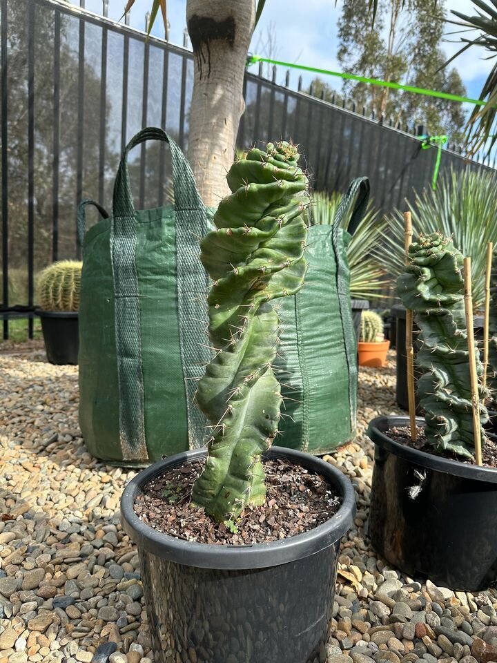 CEREUS FORBESII SPIRALIS - Spiralis Cactus