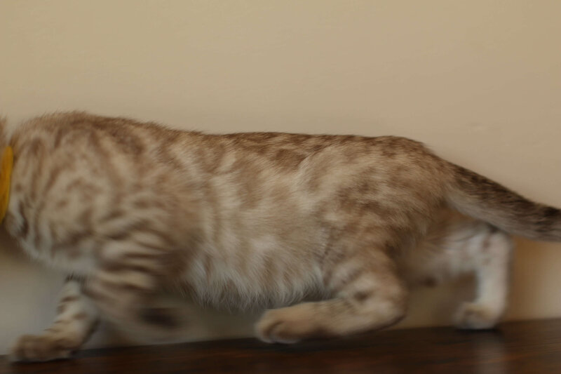 Sienna x Benny_Yellow_3