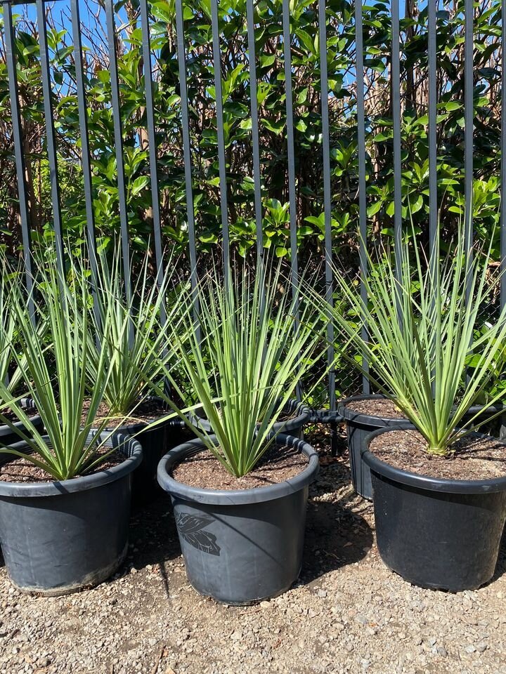 YUCCA ROSTRATA - Beaked Yucca - Go Green Nurseries - Exotic plants and trees sydney