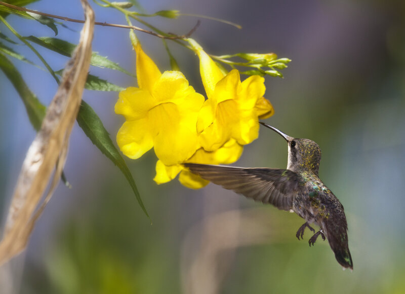 Hummingbird 3