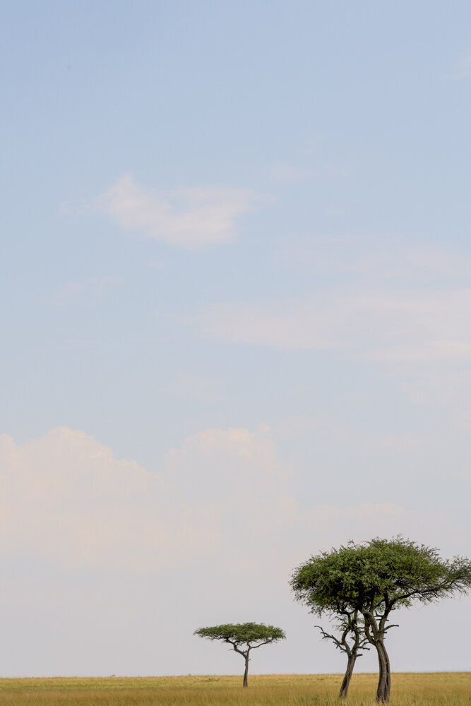 safariedited-411