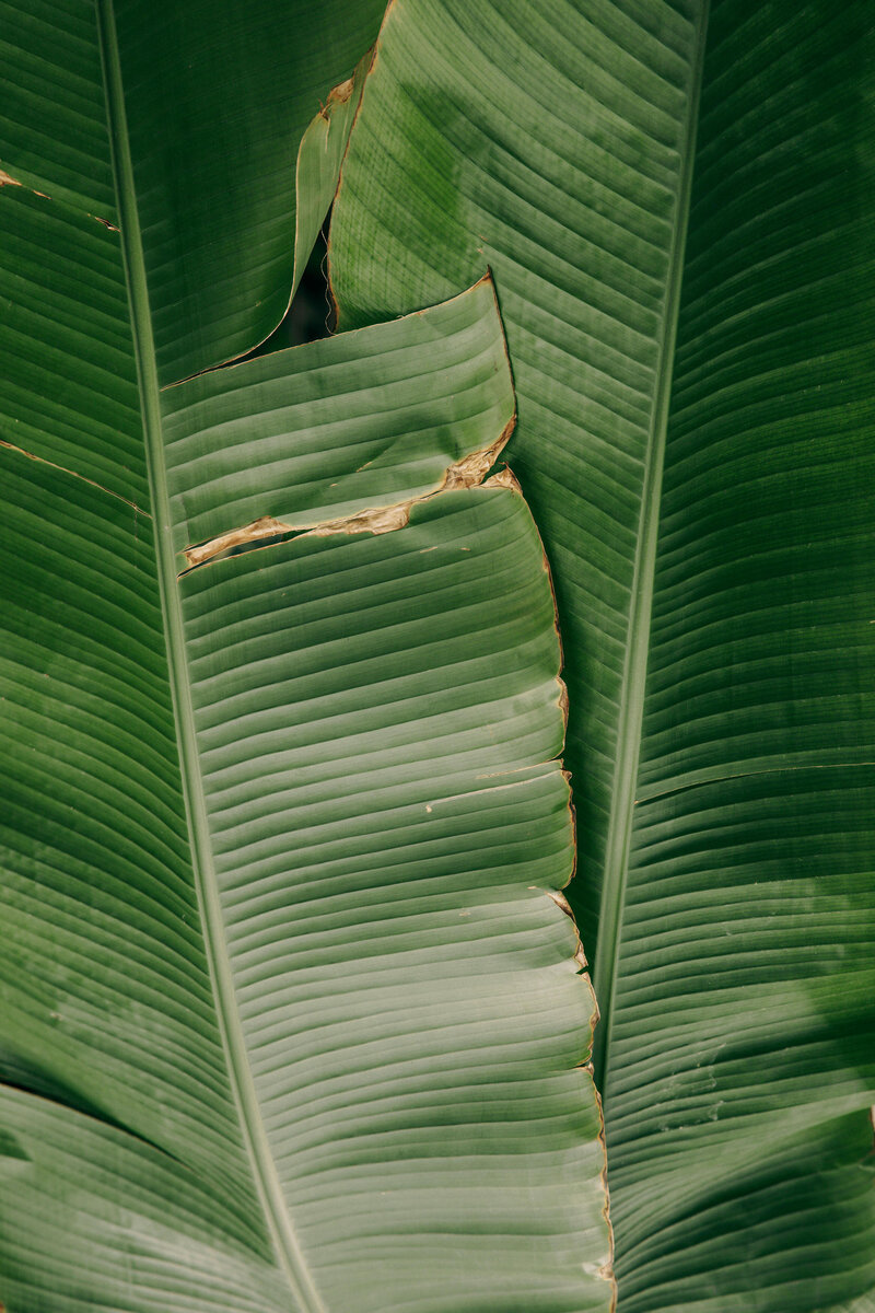 A close up of two green leaves stacked on top of each other