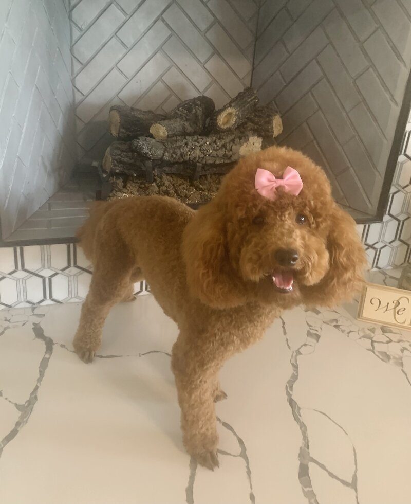 rosie 2