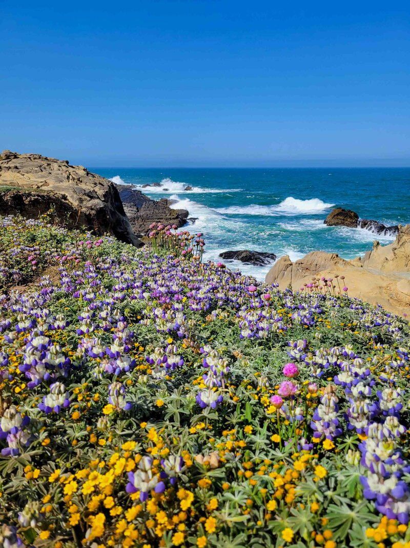 Purple and yellow wildflowers blooming on rocky cliffs overlooking the Pacific Ocean in Northern California, with waves crashing against the dark rocks below ©Stephanie Dosch | theViatrix Luxury Travel