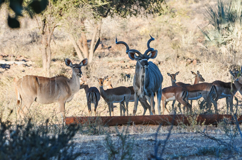 Kalahari Hunts Accommodation-24