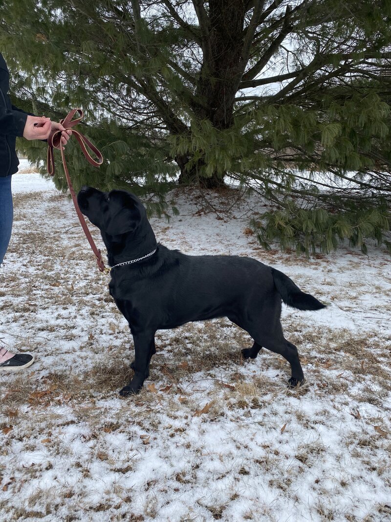 Black Lab female from AKC bloodlines in Michigan.