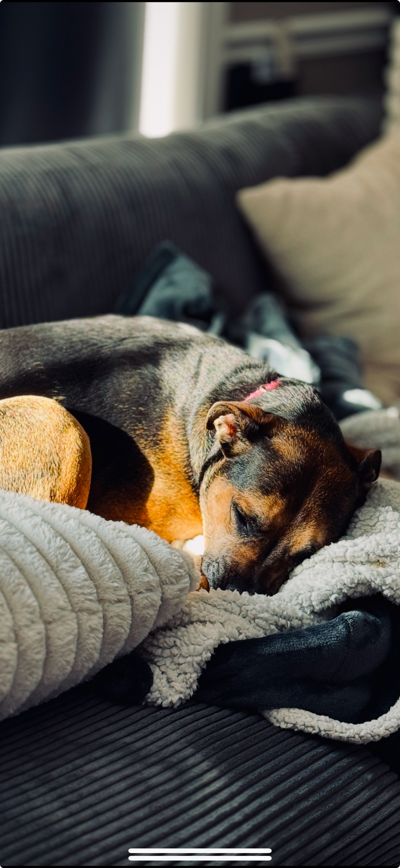bella