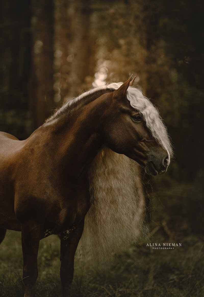 The soft touch | fotoshoot met je paard | Paarden fotograaf Nederland