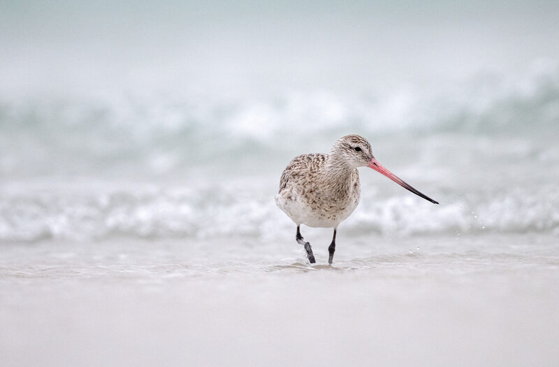 Bar tailed Godwit_001