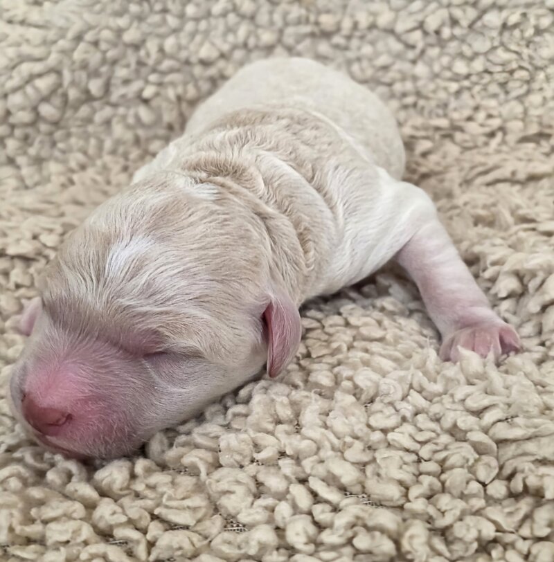 cute Goldendoodle puppy