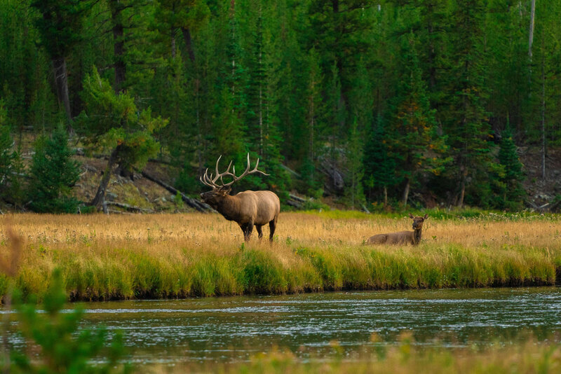 Wyoming scenery of an elk
