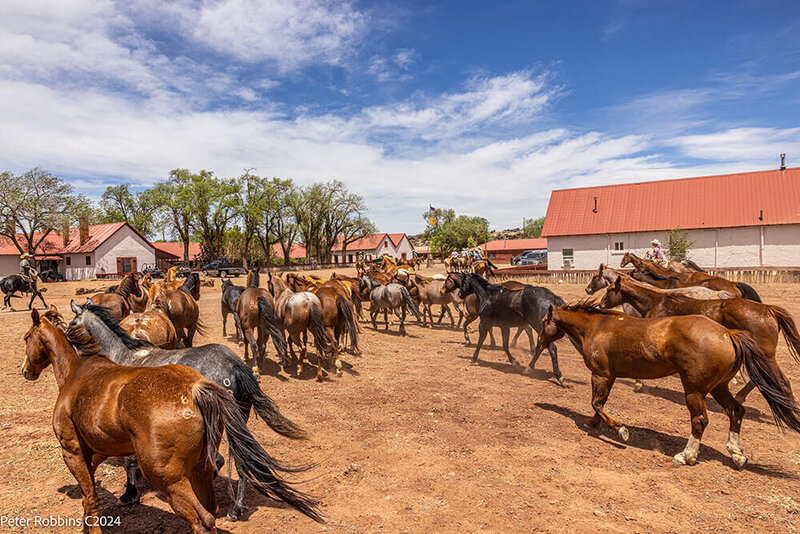 new-mexico-horses-silver-spur-ranch