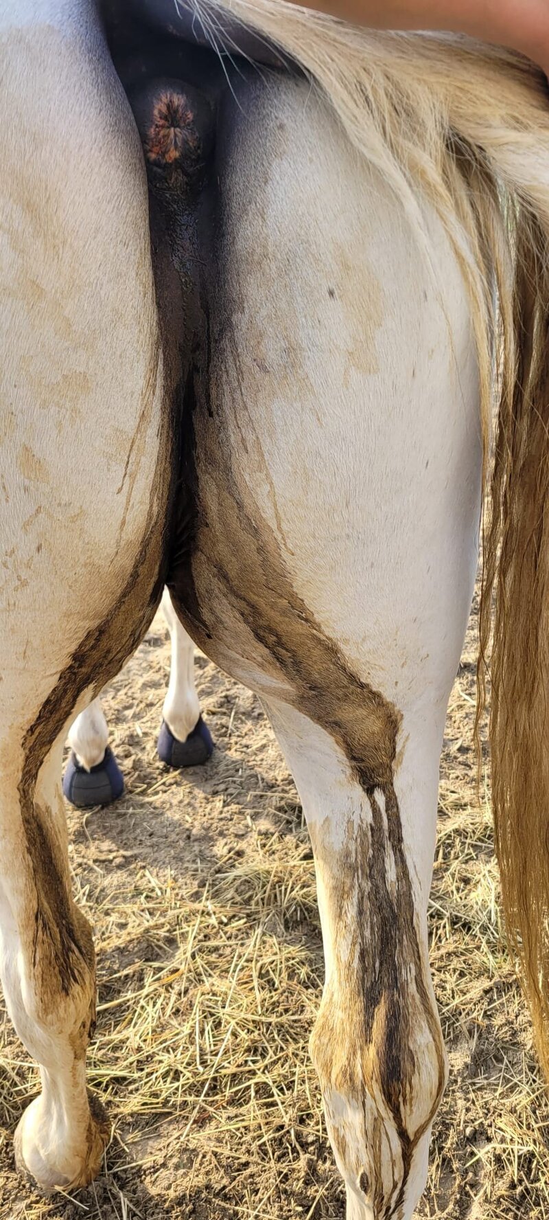 Paard met mestwater op de benen.