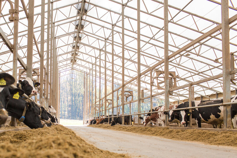 cows in freestall barn eating silage