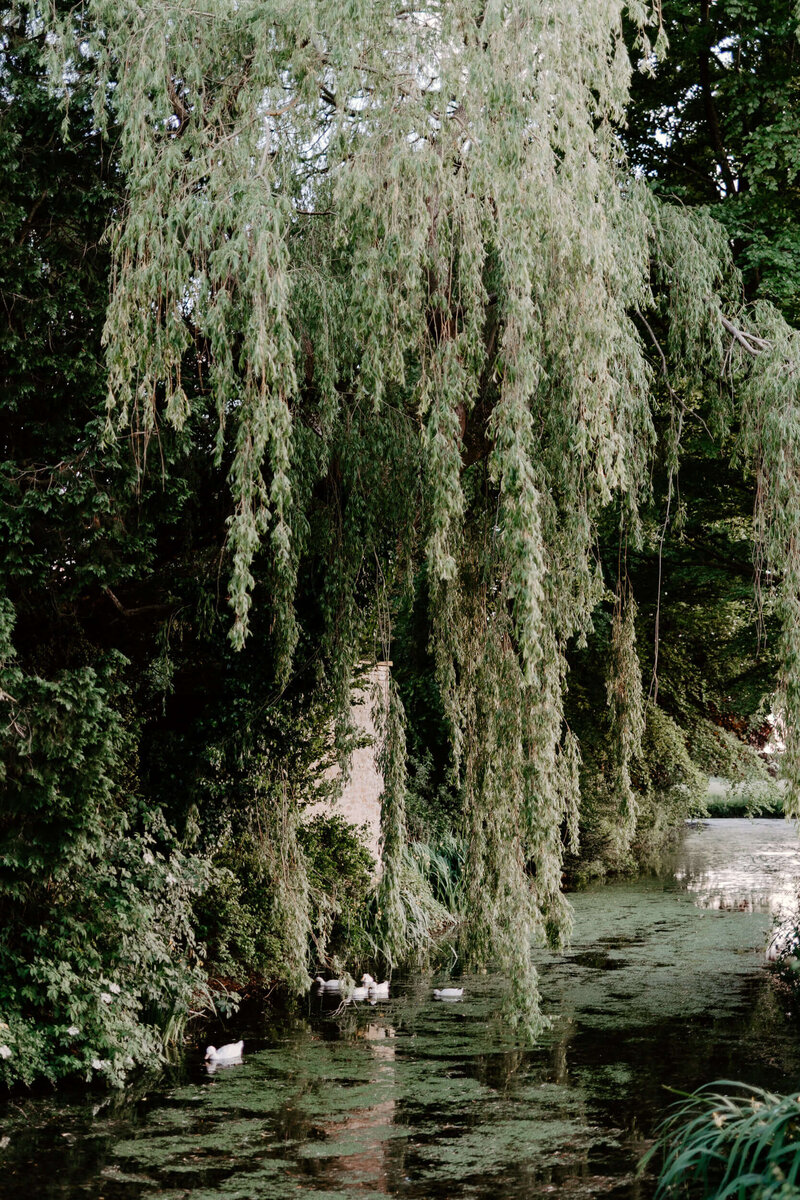 Peaceful green pond with ducks and lush foliage on the Caswell House estate