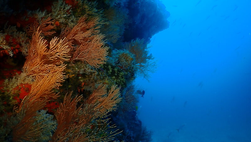 Picture of colorful orange and green corals underwater taken by scuba diver
