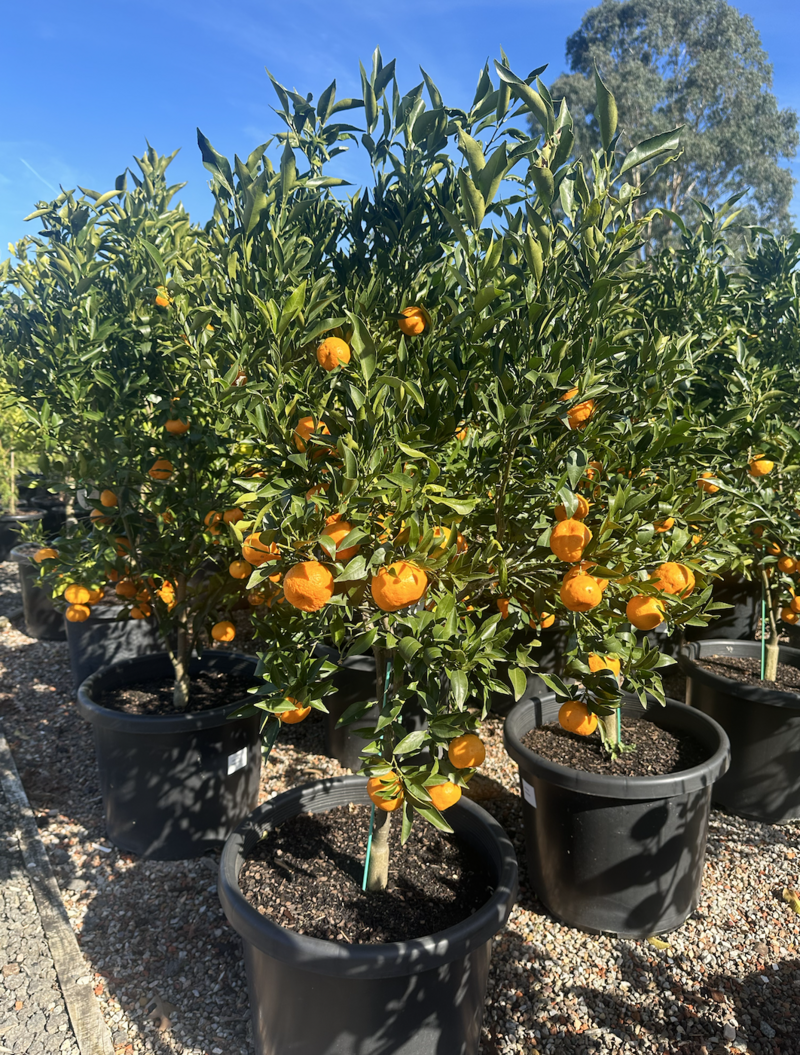 Citrus Reticulata 'Imperial' - Imperial Mandarin Tree