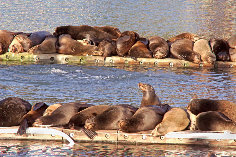 Sea lions sunning themselves