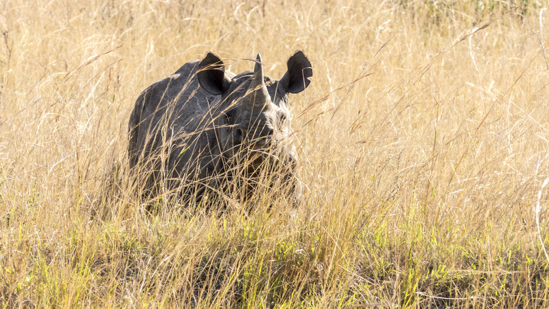 In the field with the Black rhino while filming with Omujeve Safaris and Raven 6 Studios