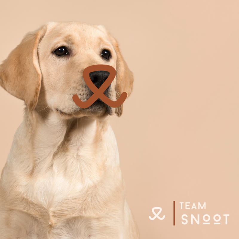 Team Snoot canva brand identity for a modern and earthy brand